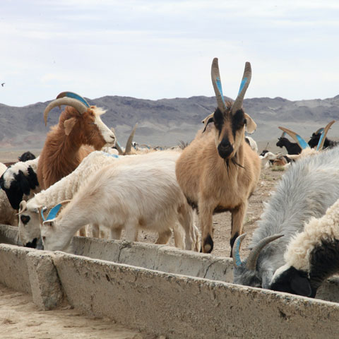 Noble Nomads LANGYARNS Chèvres en train de boire en Mongolie